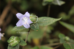 Strobilanthes pulneyensis